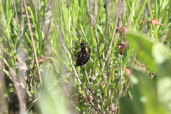Arima marginata