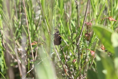 Arima marginata