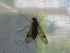 Chrysopilus nubecula