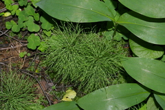 Equisetum sylvaticum