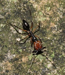 Odontomachus erythrocephalus