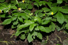 Geum urbanum