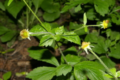 Geum urbanum