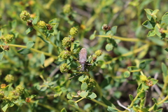 Dicranocephalus albipes