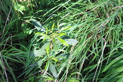 Pseudopanax