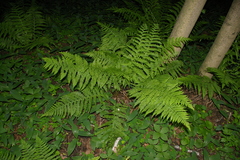 Athyrium filix-femina