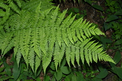 Athyrium filix-femina