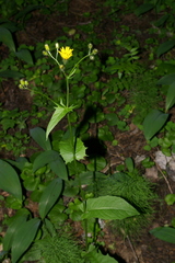 Crepis paludosa