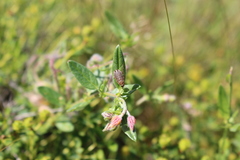 Phyllodromica subaptera
