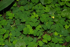 Oxalis acetosella
