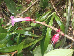 Drymonia conchocalyx