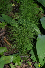 Equisetum sylvaticum