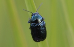 Cryptocephalus violaceus