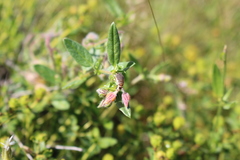 Phyllodromica subaptera