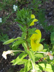 Oenothera