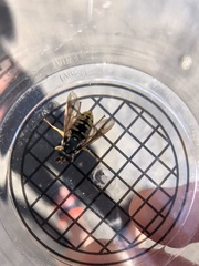 Temnostoma alternans