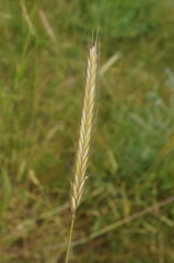 Hordeum bulbosum