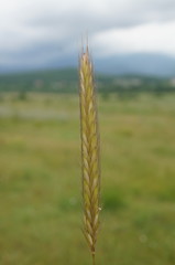 Hordeum bulbosum