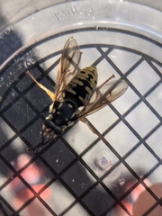 Temnostoma alternans