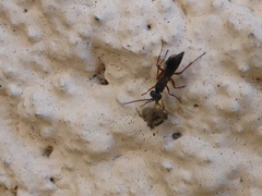 Agenioideus cinctellus