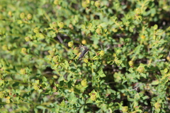 Dicranocephalus albipes