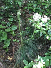 Melanthiaceae
