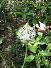 Melanthiaceae
