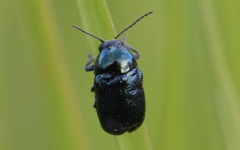 Cryptocephalus violaceus