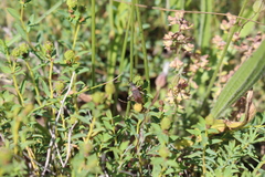 Dicranocephalus albipes