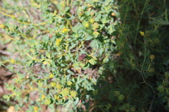 Dicranocephalus albipes