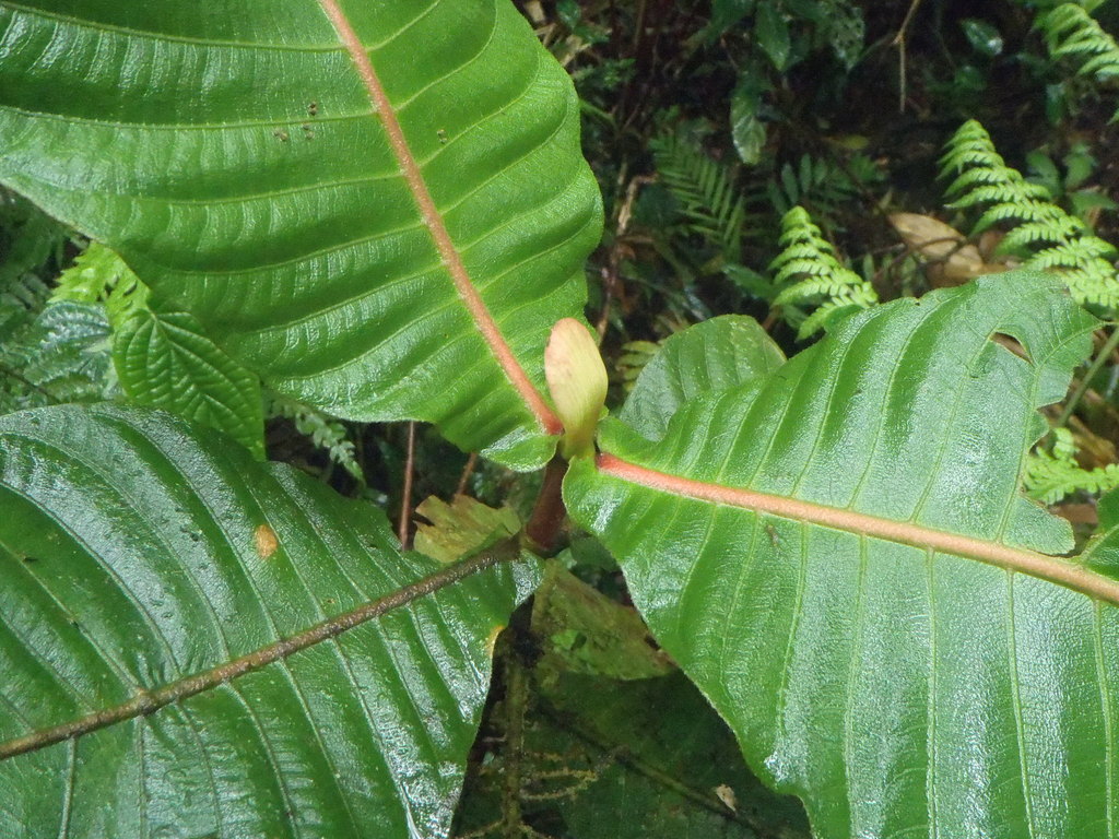Elaeagia
