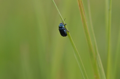 Cryptocephalus violaceus