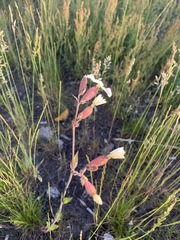 Silene latifolia alba
