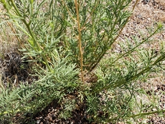 Hymenothrix loomisii