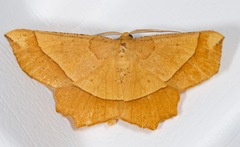 Euchlaena tigrinaria