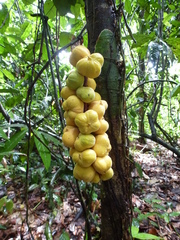 Placodiscus pseudostipularis