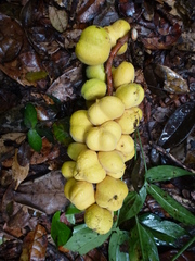 Placodiscus pseudostipularis