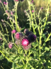 Carduus crispus