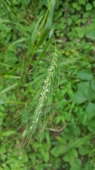 Elymus villosus