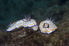 Goniobranchus annulatus