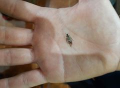 Macrodactylus mexicanus