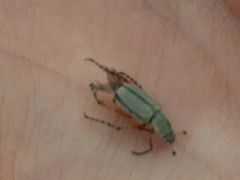 Macrodactylus mexicanus