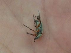 Macrodactylus mexicanus