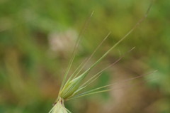 Hordeum geniculatum