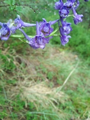 Delphinium fissum