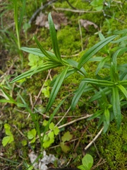 Gentiana linearis