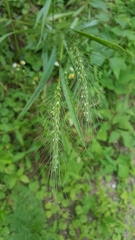 Elymus villosus