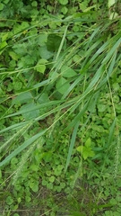 Elymus villosus