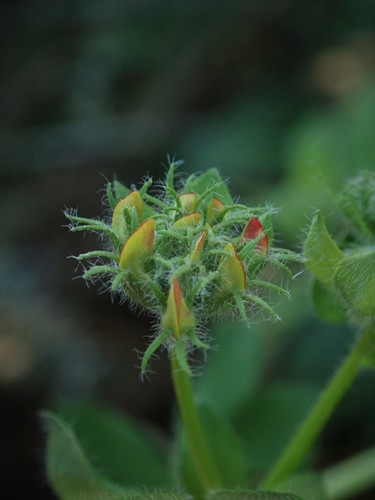 Lotus pedunculatus