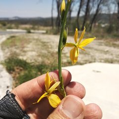 Echeandia flavescens